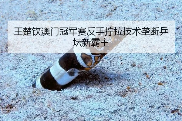 wang-chu-qin-ao-men-guan-jun-sai-fan-shou-ning-la-ji-shu-long-duan-ping-tan-xin-ba-zhu-3-357.jpg